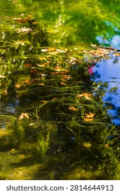 Sunlit green algae floating on a lake