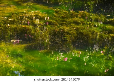 Sunlit green algae floating on a lake
