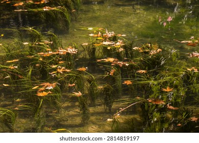 Sunlit green algae floating on a lake