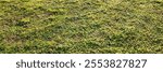 Sunlit green grass field, perfect for environmental conservation themes or Earth Day backgrounds, showcasing vibrant natural textures