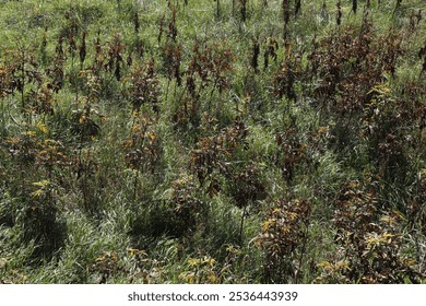 Sunlit green grass in natural daylight. A close-up of green grass illuminated by sunlight outdoors. A calm and serene view of fresh greenery. - Powered by Shutterstock