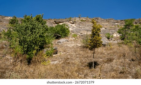 A sunlit hillside featuring sparse trees and dry vegetation against a clear blue sky.