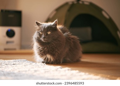 A sunlit indoor portrait of a cute and playful tabby cat, showing its face, eyes and fur in contrast with the background. Domestic pet cat and sunset interior close-up. - Shutterstock ID 2396485593