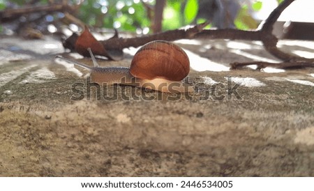 Sunlit land snail on a wall on a summer morning with tree branch and plant.