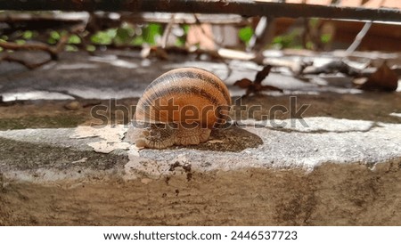 Sunlit land snail on a wall on a summer morning with tree branch and plant.
