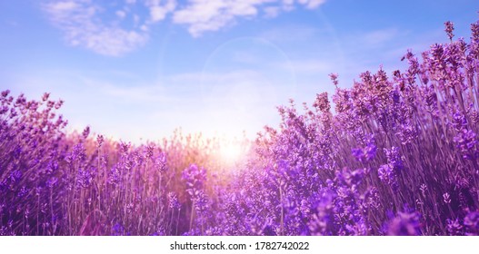 Sunlit Lavender Field Under Blue Sky, Banner Design  