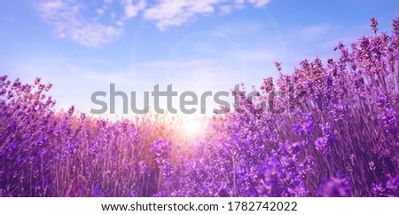Sunlit lavender field under blue sky, banner design  