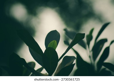 Sunlit Leaf Emerging From Shadow Representing Depression Recovery Inner Strength Medical Awareness Nature Background