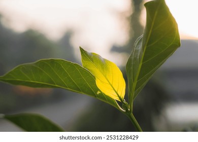 Sunlit Leaf: Nature's Vibrant Green and Yellow Foliage Close-up - Powered by Shutterstock