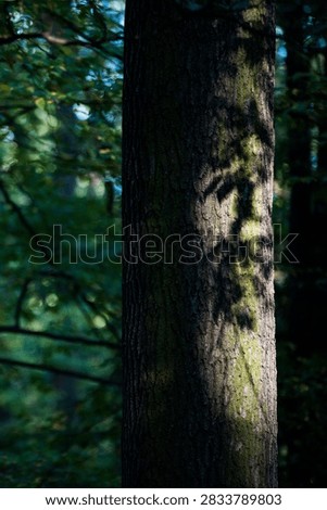 Sunlit Leaf Shadows on Tree Trunk in a Deciduous Fores - Soft sunlight filters through woodland foliage, projecting delicate leaf shadows onto the textured bark of a mature tree trunk. The interplay of light and shadow creates a natural abstract pattern while the surrounding forest dissolves into a softly blurred background. The image emphasizes texture, woodland atmosphere, and the visual relationship between light and vegetation.