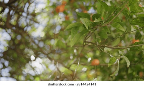 Sunlit leafy canopy with glowing backlight, shallow focus, and gentle lens flare revealing glossy green leaves, thin branches, layered foliage, and bright natural texture