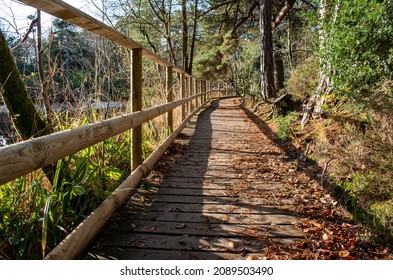 Sunlit Leafy Wooden Lakeside Path By A Lake On A Sunny Day. Brown And Green Leafy Scene With Sun Dappled Trees And Wooden Boards.