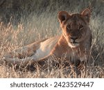 Sunlit Lioness in the Makgadikgadi Salt Pans of Botswana