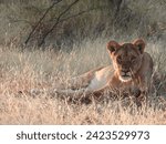Sunlit Lioness in Makgadikgadi Salt Pans of Botswana