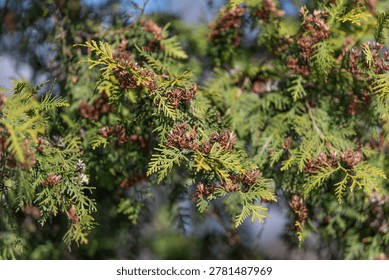 Sunlit macro view of tree branches. Focus on vibrant green fronds with immature cones. Highresolution botanical photograph highlighting thuja leaves and developing cones
