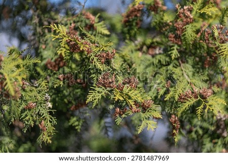 Sunlit macro view of tree branches. Focus on vibrant green fronds with immature cones. Highresolution botanical photograph highlighting thuja leaves and developing cones