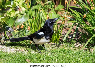 Sunlit Magpie On The Ground Looking For Food In A UK Garden