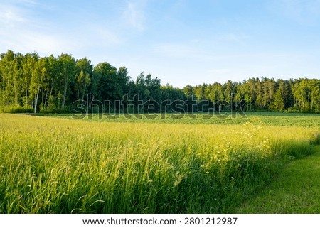 Sunlit meadow bordering dense forest