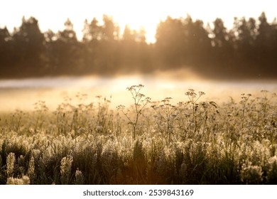 Sunlit meadow with delicate wildflowers and dewdrops glowing in golden morning light, surrounded by mist and silhouetted trees, creating a tranquil and serene nature scene - Powered by Shutterstock