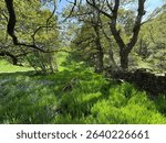 Sunlit meadow with vibrant greenery and scattered bluebells, framed by towering trees. A rustic stone wall adds charm to this serene scene on the Great Northern Railway Trail, Cullingworth, UK.
