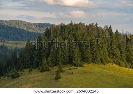 Sunlit meadows and pine forests in the Padiș area of the Apuseni mountains, showing scattered cottages and grazing pastures in a peaceful alpine valley