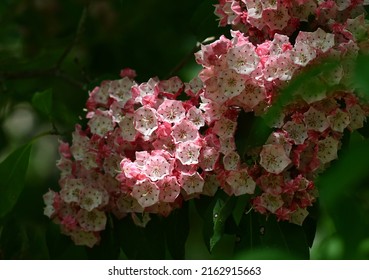 Sunlit Mountain Laurel Flower Blooms