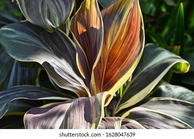 Sunlit Multi Colored Striped Tropical Plant Leaves - Shutterstock ID 1628047639