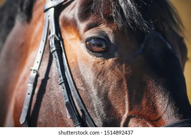 The sunlit muzzle of a Bay horse wearing a bridle, with a dark fluffy mane and a beautiful eye close-up. - Powered by Shutterstock