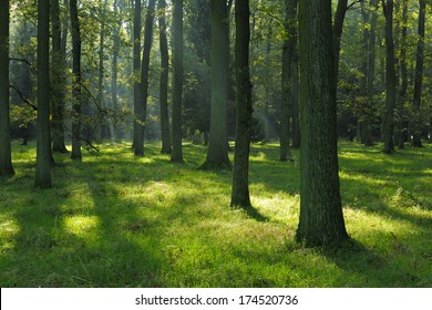 Sunlit Oak Tree Forest In Summer