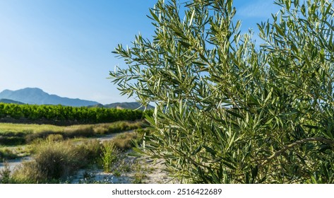 A sunlit olive grove in the Spanish countryside with a focus on the vibrant green leaves of an olive tree in the foreground. Rolling hills and distant mountains under a clear blue sky. - Powered by Shutterstock