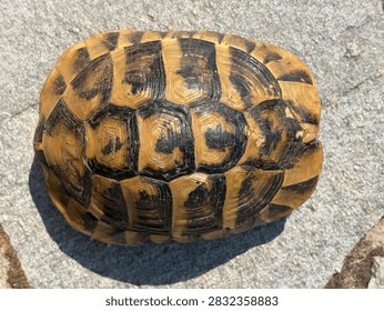 Sunlit overhead view of a tortoise shell showing intricate scute patterns, warm brown and yellow tones, and weathered texture against a stone background, evoking nature, protection, and wildlife.