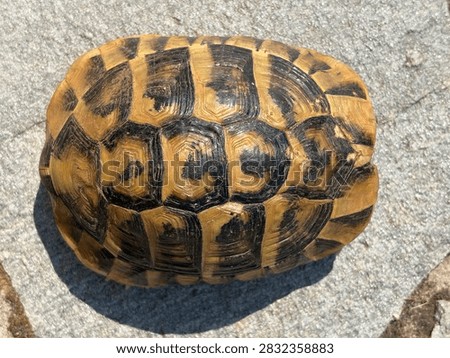 Sunlit overhead view of a tortoise shell showing intricate scute patterns, warm brown and yellow tones, and weathered texture against a stone background, evoking nature, protection, and wildlife.
