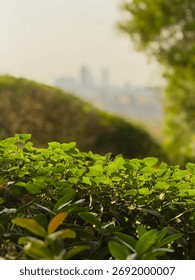 Sunlit park path through lush trees, alazhar park, cairo, egypt