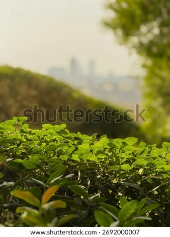 Sunlit park path through lush trees, alazhar park, cairo, egypt