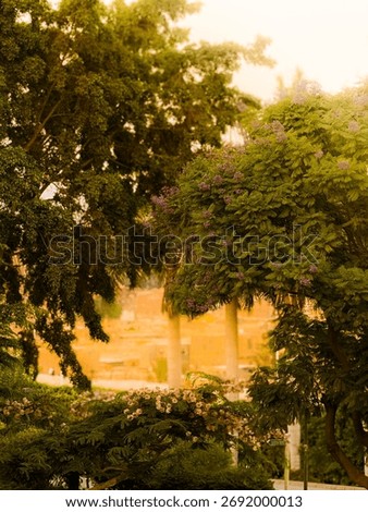 Sunlit park path through lush trees, alazhar park, cairo, egypt