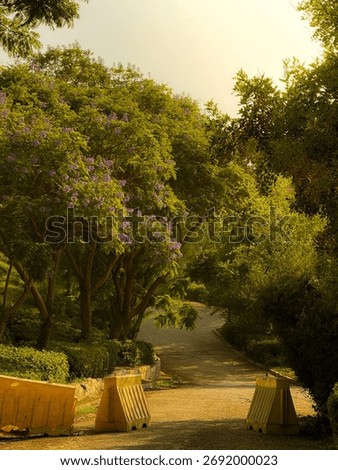 Sunlit park path through lush trees , alazhar park, cairo, egypt