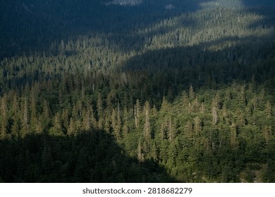 Sunlit patch on a dense pine forest canopy seen from above	