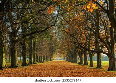 A sunlit path covered in golden autumn leaves winds between rows of trees, creating a serene, inviting scene. - Powered by Shutterstock