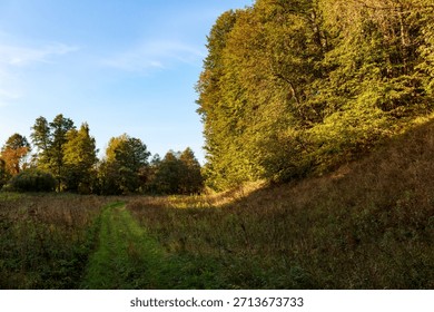 A sunlit path cuts through a field of tall grasses leading toward a dense, bright green and yellow autumn forest hillside under a clear blue sky