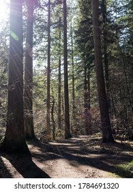 A Sunlit Path At The Hermitage Near Dunkeld, Perthshire, Scotland