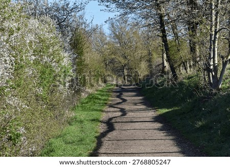 A sunlit path lined with blooming shrubs and trees. Dry, stable conditions and clear skies create sharp shadows and vivid spring colou
rs.