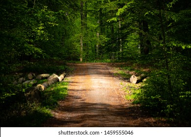a sunlit path through the forest