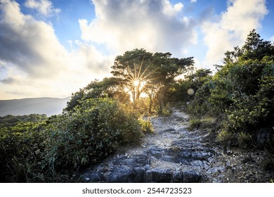 Sunlit Path Through the Forest: A Peaceful Hike on a Sunny Day