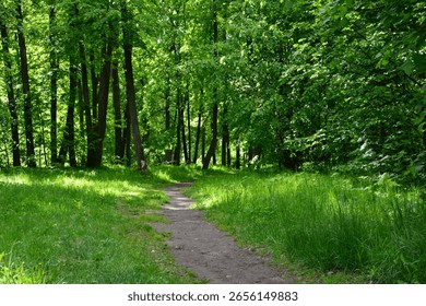 Sunlit Path Through Lush Forest with green grass and trees no people