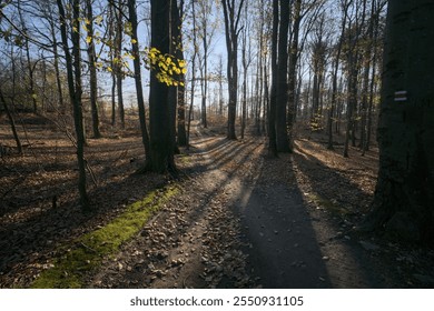Sunlit path winding through a deciduous forest.