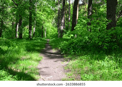 A sunlit path winding through a lush green forest
