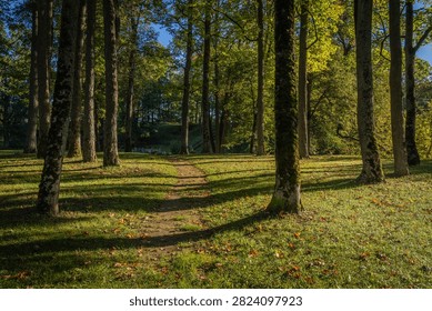 Sunlit path winding through a serene green forest with tall trees casting long shadows on grass and autumn leaves.