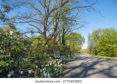 Sunlit path winds through lush garden with blooming tulips. Large tree casts shadow over paved walkway. Green foliage frames scene under clear blue sky