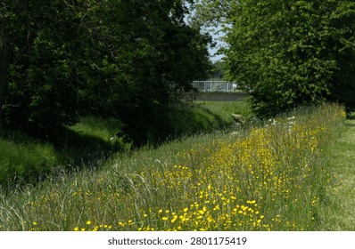 Sunlit path winds through wild meadow with vibrant yellow dandelions. Tall grasses sway gently under clear blue sky. Mature trees line both sides of the trail