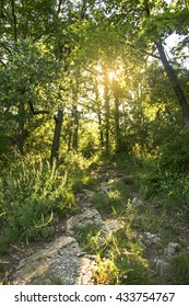 sunlit path in the woods